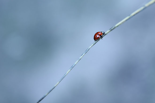 Ladybug on a stick