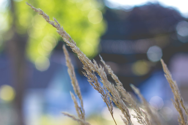 Grass in my front yard