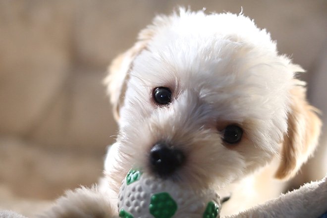 getting a dog