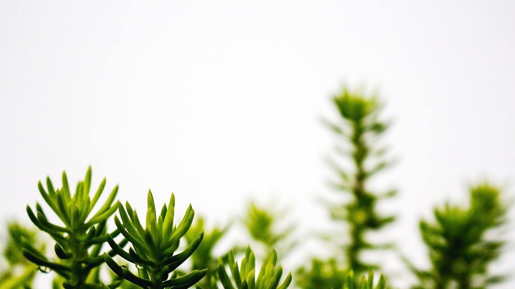 minimalism tips for beginners